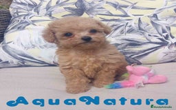 Caniche Toy perros en venta: Caniche Hembra 1 de Estela y King AQUANATURA - Imagen 5