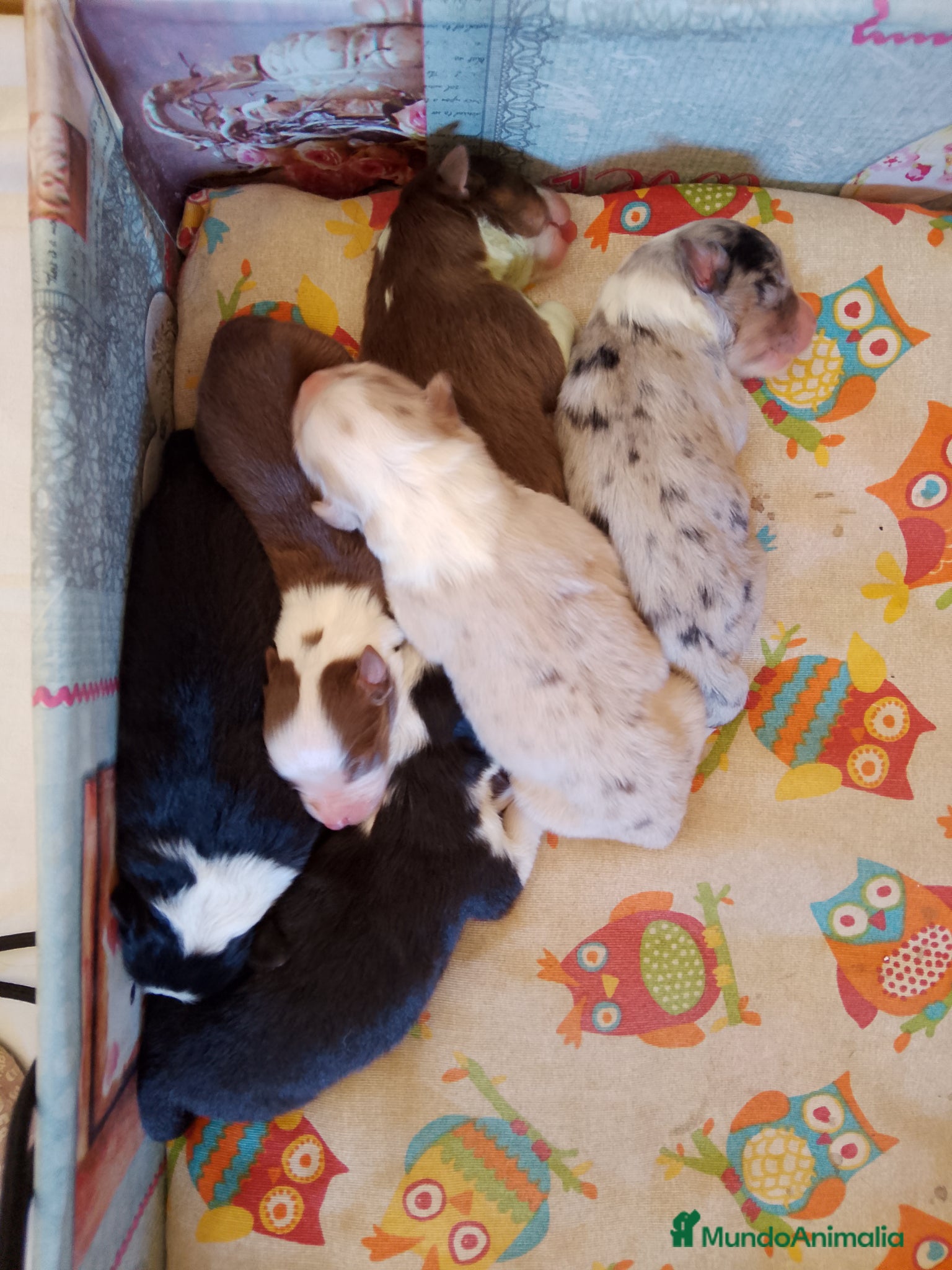 Pastor Australiano perros en venta: Preciosa camada de Pastor Australiano  - Anuncio 1