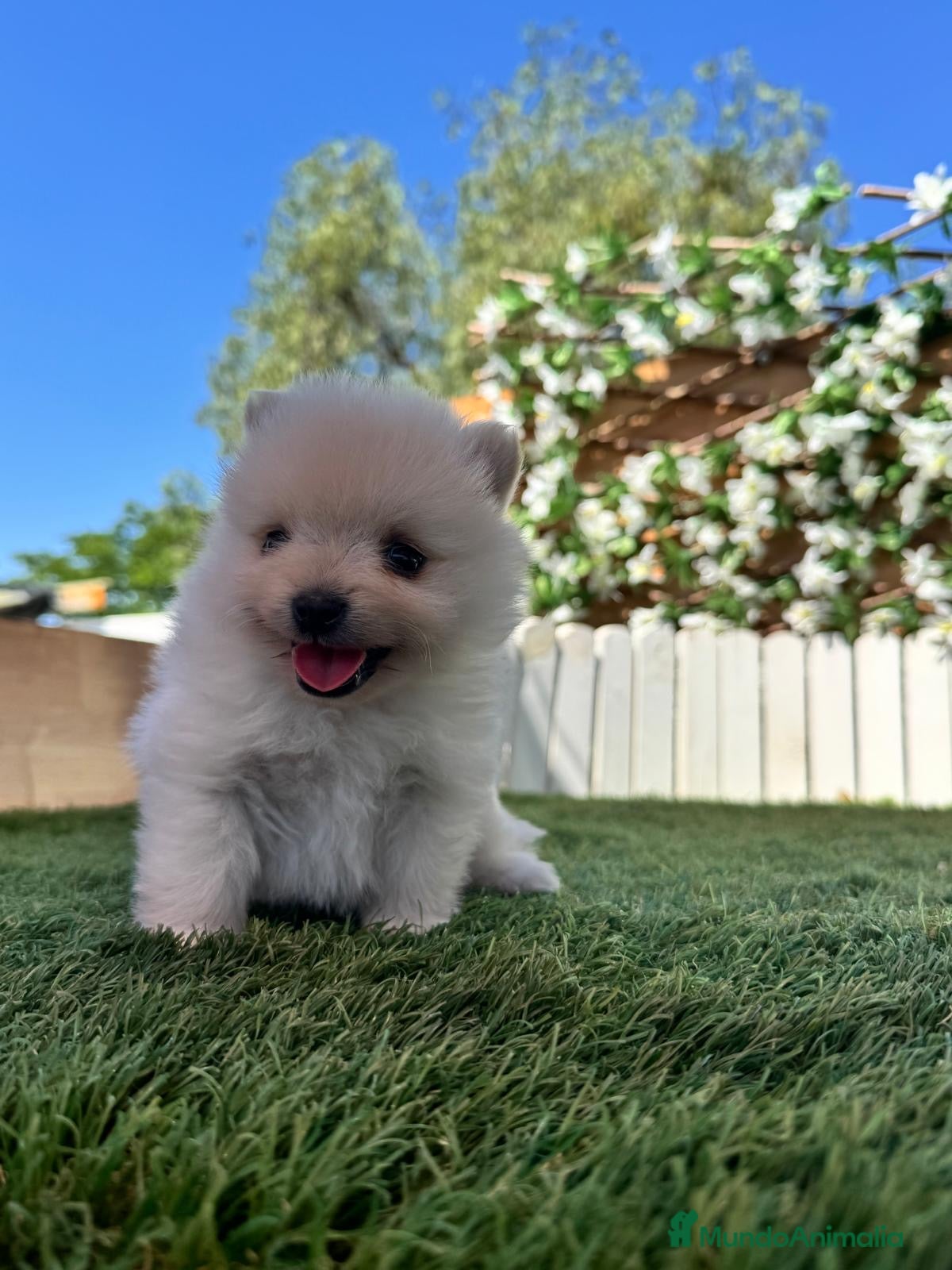 Pomerania perros en venta: POMERANIA - Anuncio 3