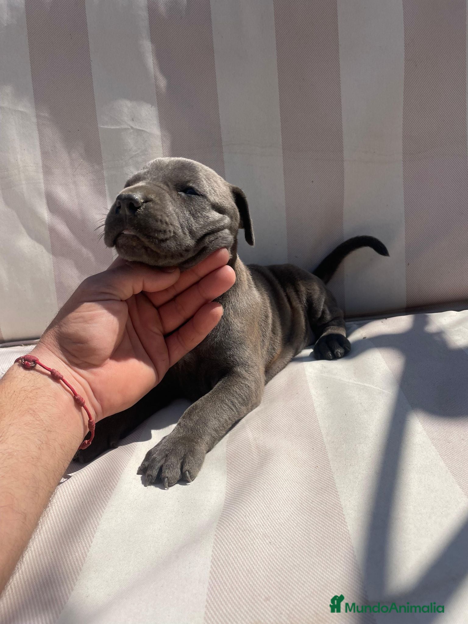 American Pit Bull Terrier perros American pit bull terrier exclusivos  - Anuncio 2