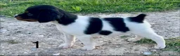 Épagneul Breton perros en venta: Cachorritos Épagneul Breton - Anuncio 7