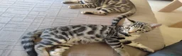 Bengalí gatos en venta: Preciosos gatitos bengali  - Anuncio 5