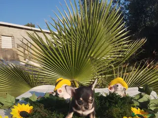 Chihuahua perros Chihuahuas mini toy - Anuncio 2