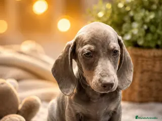 Teckel perros Teckel mini - Anuncio 11