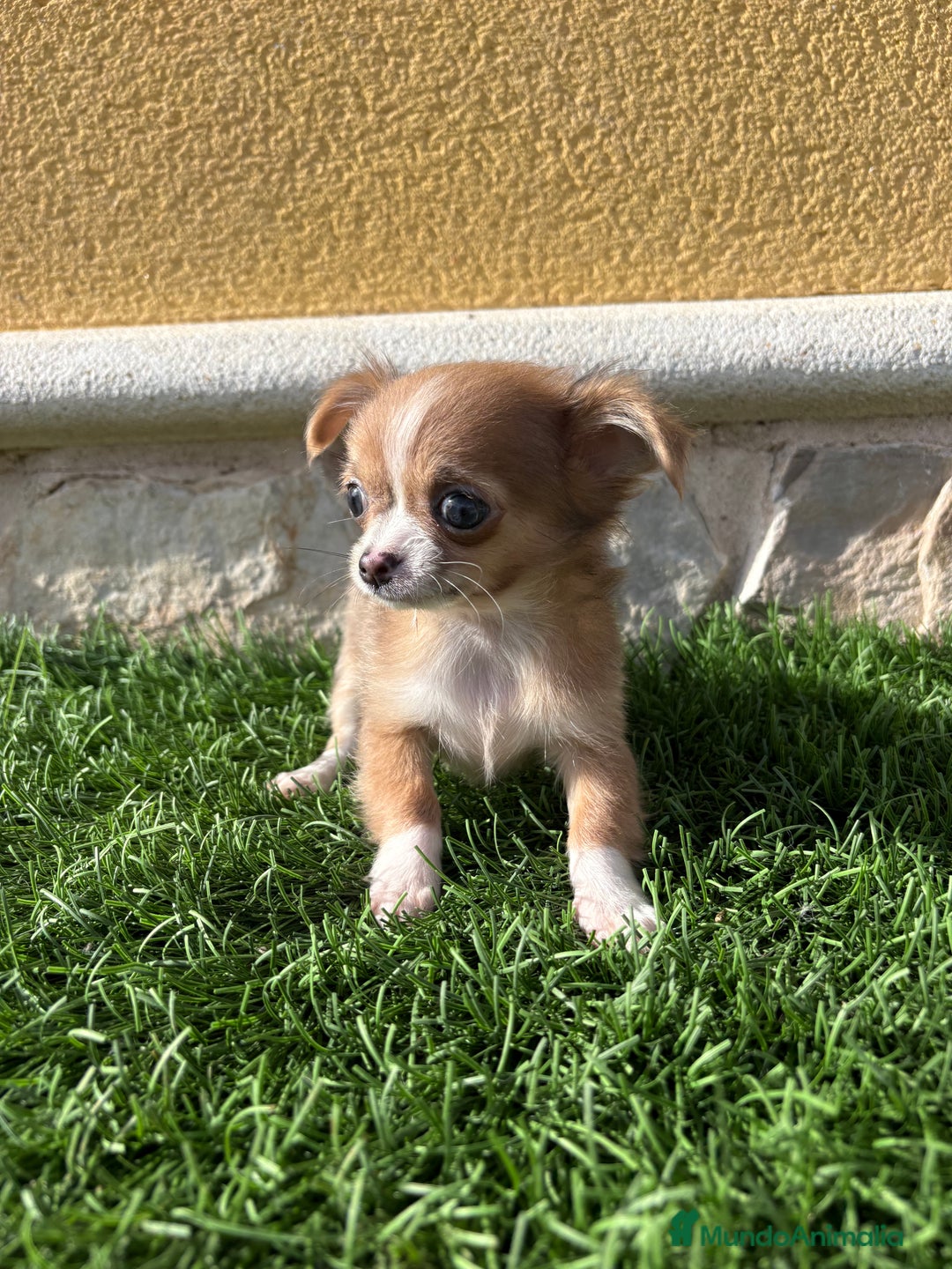 Chihuahua perros en venta: Chihuahua mini Toy pelo largo chocolate - Anuncio 31