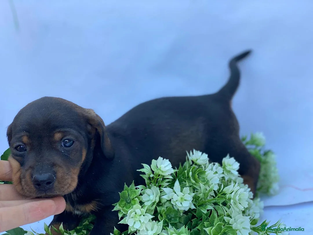 Teckel Miniatura perros en venta: Teckel miniatura  - Anuncio 3