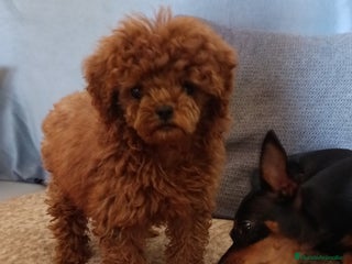 Caniche Toy perros en Badajoz - Anuncio 20