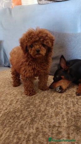 Caniche Toy perros en Badajoz - Anuncio 6