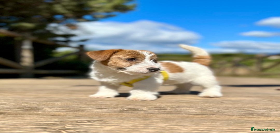 Imagen de galería {{count}}