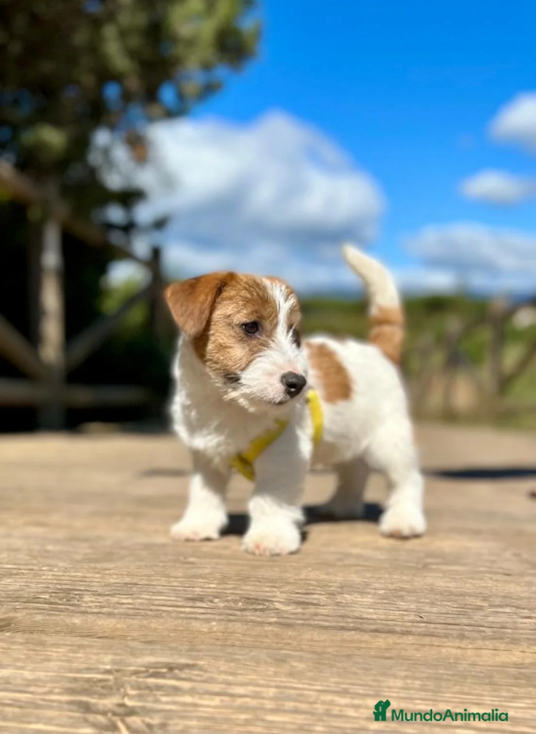 Imagen de galería {{count}}