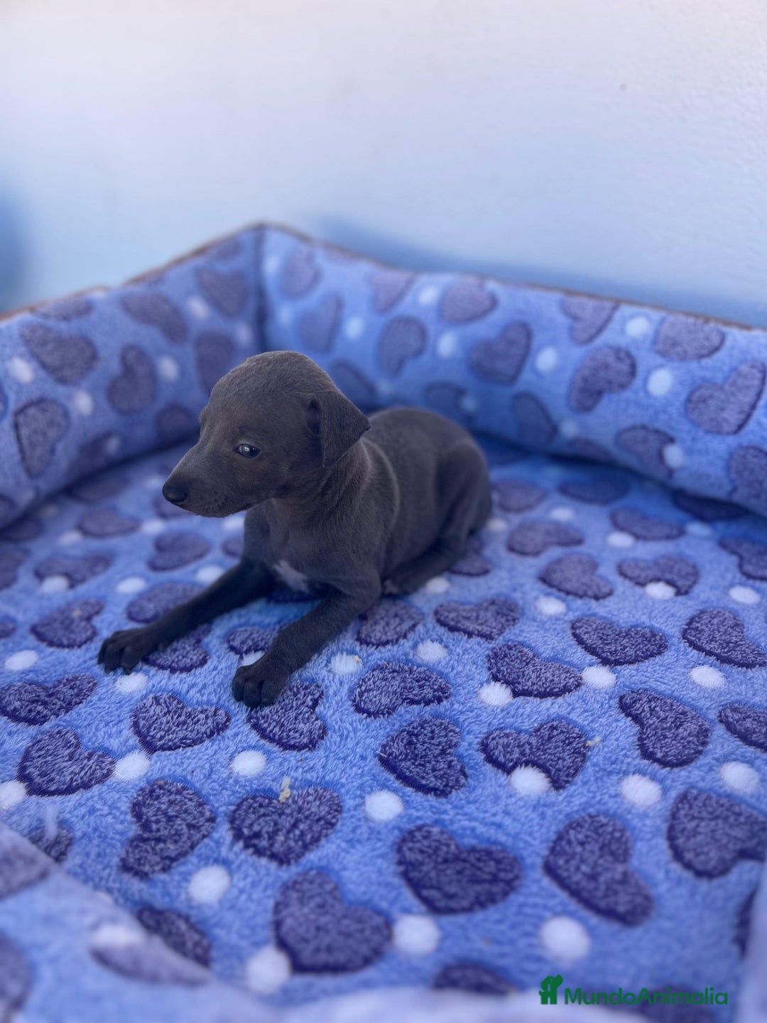 Whippet perros en venta: Whippet blue  - Imagen 1