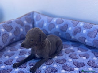 Whippet perros - Anuncio 3