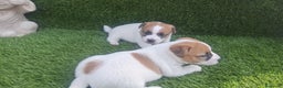 Jack Russell Terrier perros en venta: Jack Russell juguetones bicolor  - Anuncio 4
