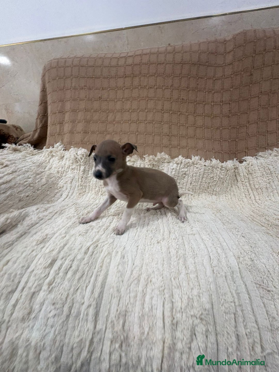 Whippet perros en venta: Whippet blue verdino - Anuncio 10