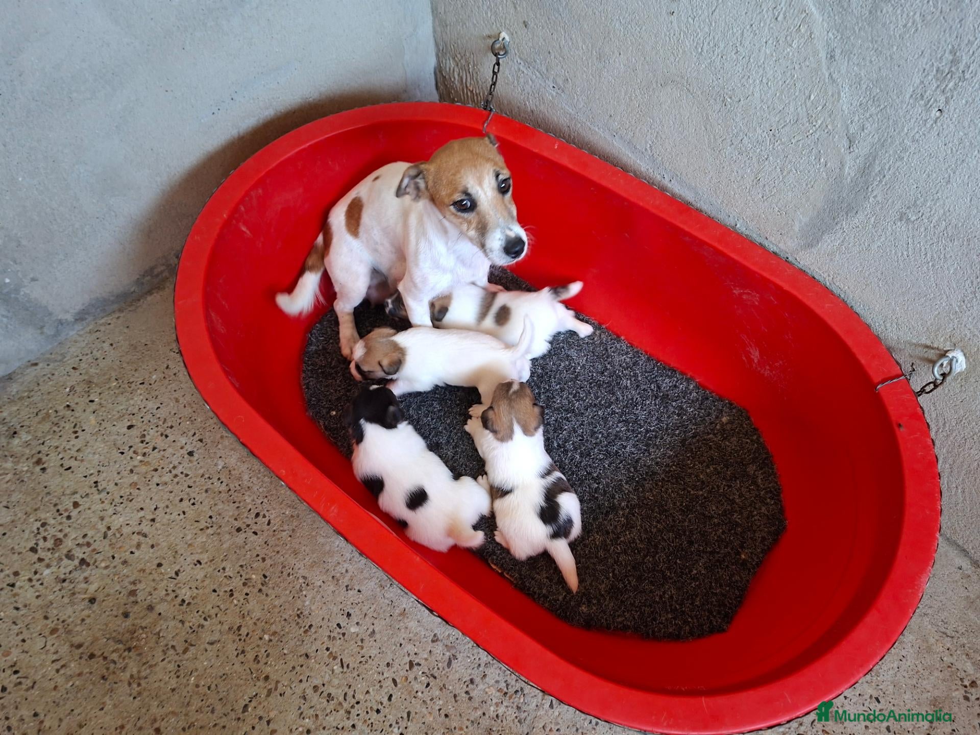 Jack Russell Terrier perros Jack Russell Terrier - Anuncio 4