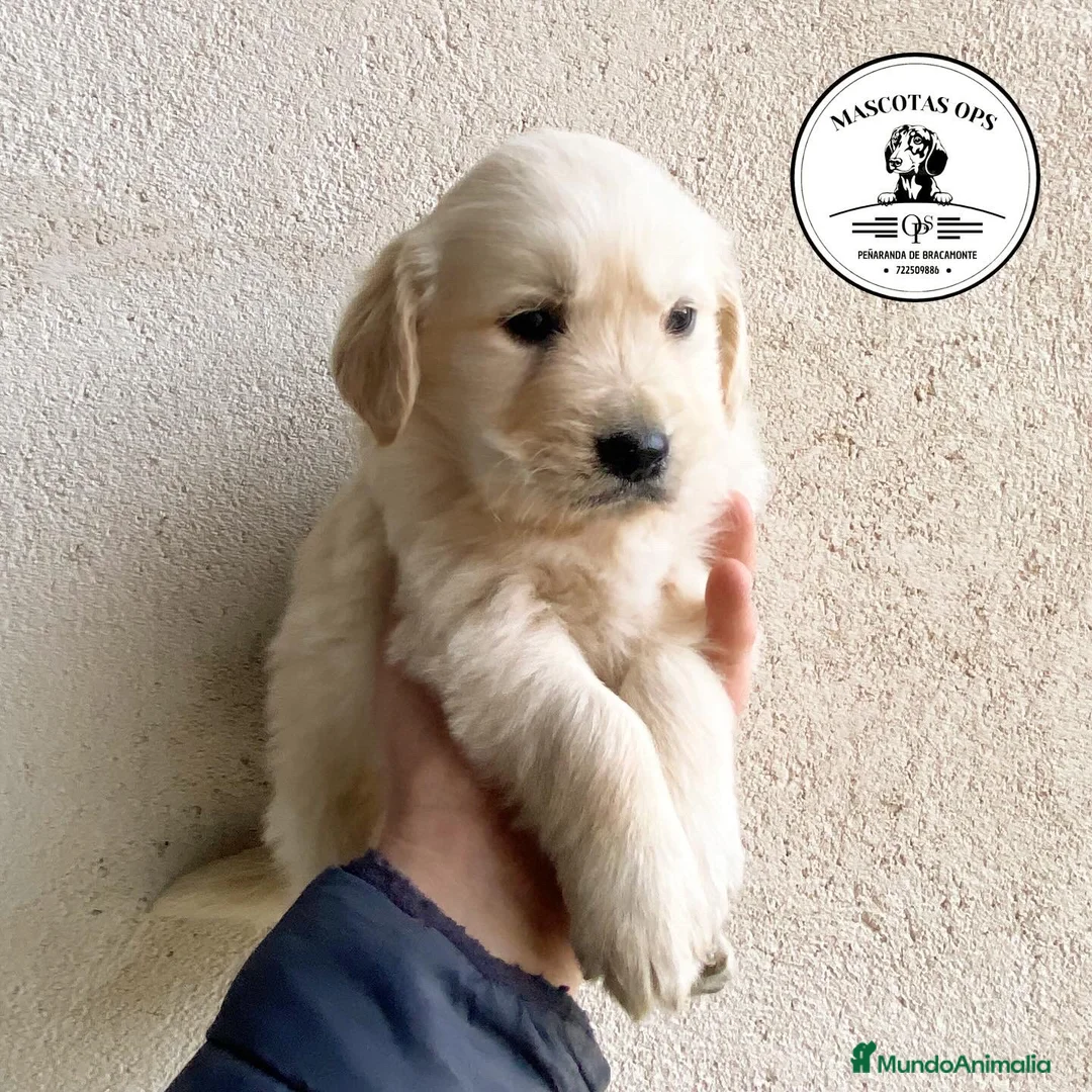 Golden Retriever perros en venta: Golden retroceder ¡¡PRECIO REAL!! en Salamanca - Anuncio 3