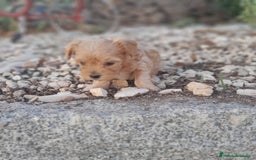 Yorkshire Terrier perros en venta: YORKSHIRE - Imagen 9