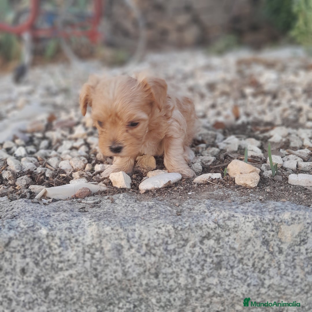 Yorkshire Terrier perros en venta: YORKSHIRE - Imagen 9