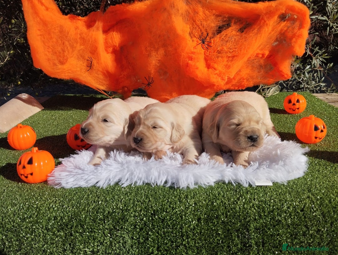 Golden Retriever perros en venta: Gran Camada de Golden Retriever - Imagen 5