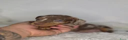 Teckel Miniatura perros en venta: Teckel arlequin chocolate - Anuncio 4