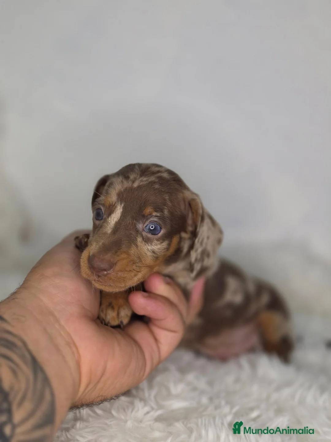 Teckel Miniatura perros en venta: Teckel arlequin chocolate - Anuncio 4
