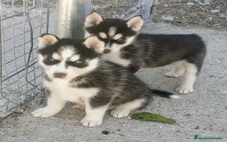 Husky Siberiano perros en venta: Husky Siberiano  - Imagen 3