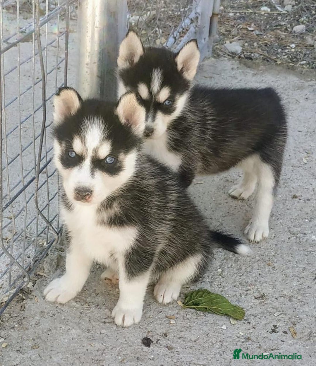 Husky Siberiano perros en venta: Husky Siberiano  - Imagen 3