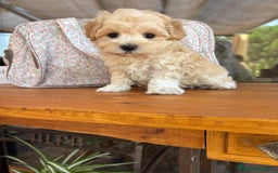 Maltipoo perros en venta: Maltipoo macho disponible !!! - Imagen 6