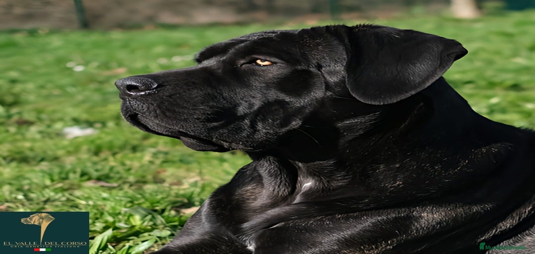 Imagen de galería {{count}}