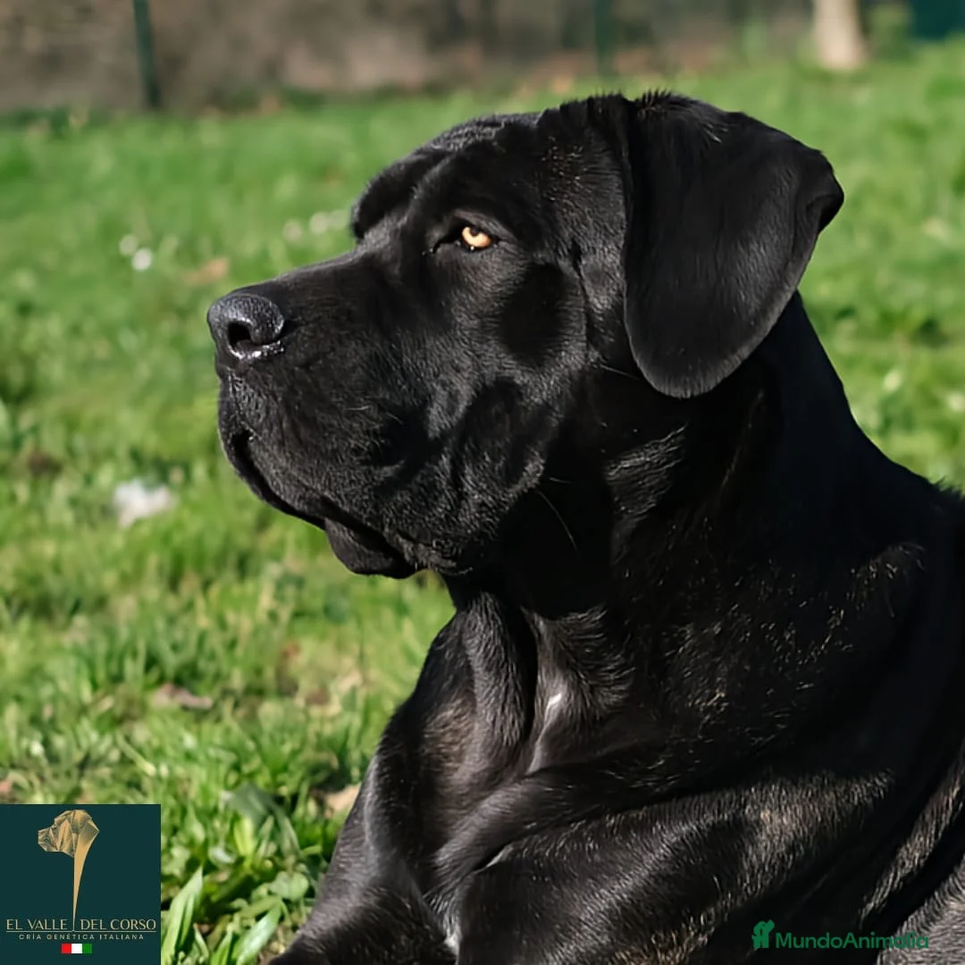 Imagen de galería {{count}}