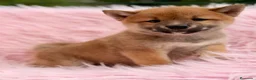 Shiba Inu perros en venta: Shiba Inu  - Anuncio 8