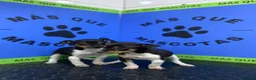 Gos Rater Valencià perros en venta: Cachorros Ratonero Valenciano 450€ ¡PRECIO REAL! - Anuncio 5