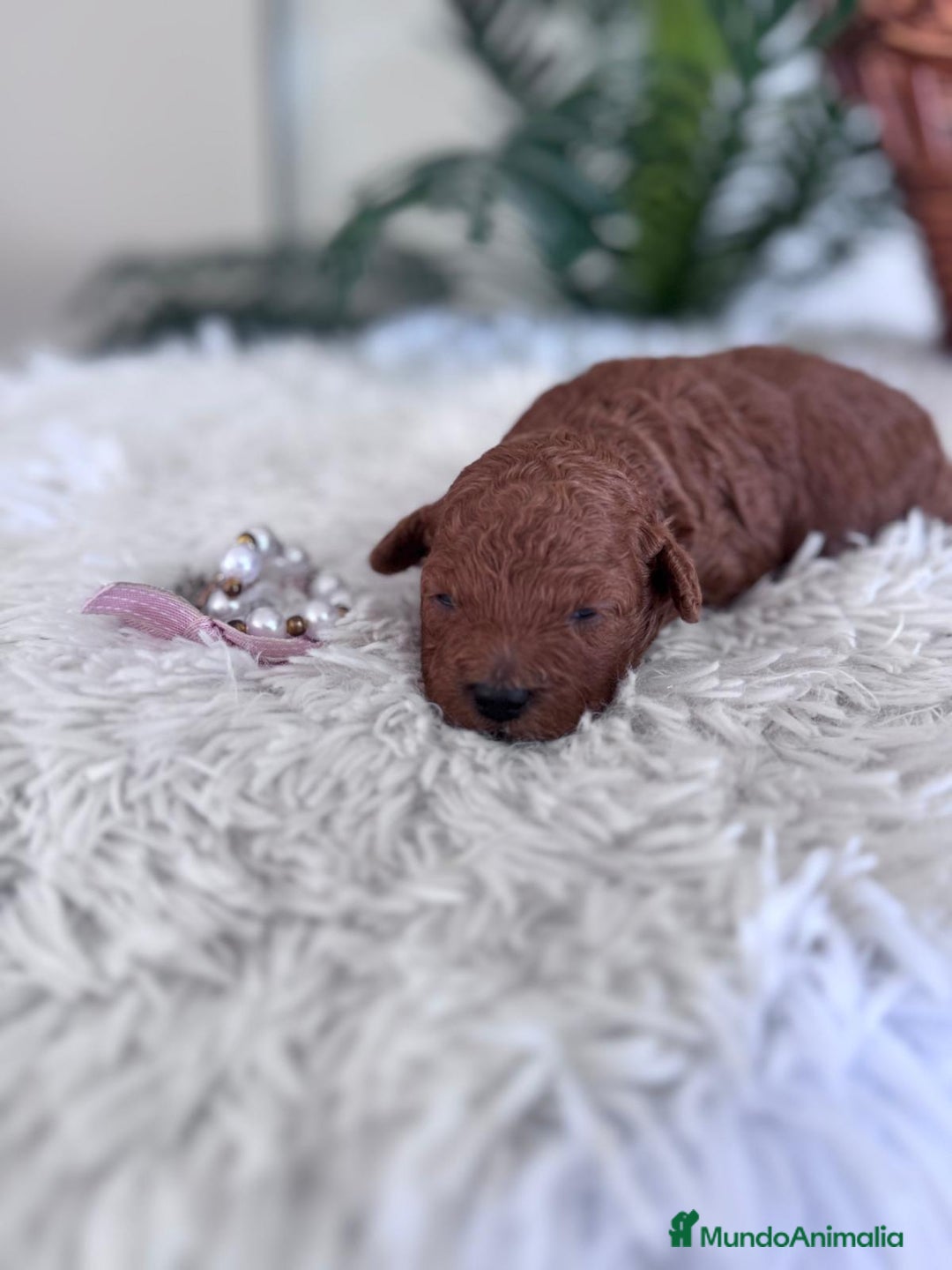 Caniche Toy perros en venta: CANICHE TOY HEMBRA ROJA - Anuncio 7