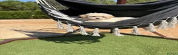 Maltipoo perros en venta: Maltipoo hembra con todas las vacunas !!! - Anuncio 5