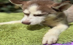 Husky Siberiano perros en venta: Husky rojo - Imagen 10