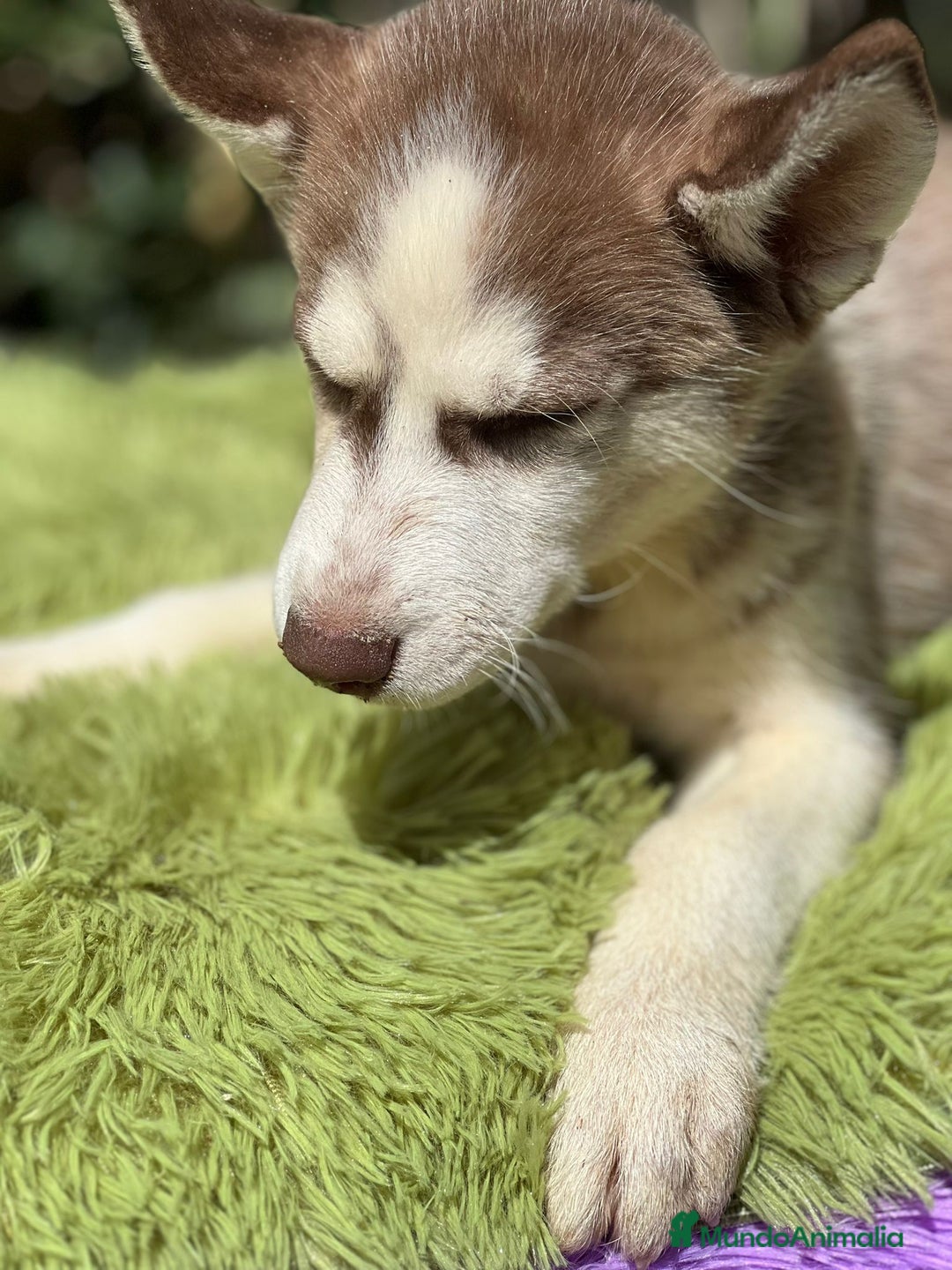 Husky Siberiano perros en venta: Husky rojo - Imagen 10
