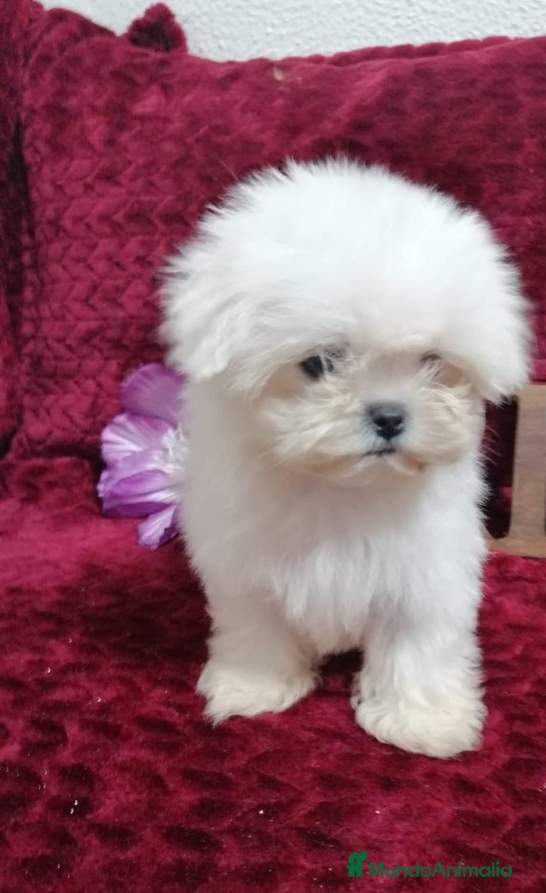 Bichón Maltés perros en venta: BICHON MALTES TOY - Anuncio 1