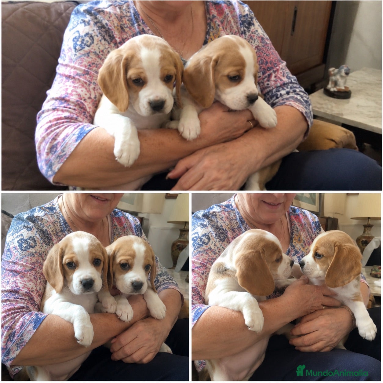 Beagle perros BEAGLE AMERICANO PUPPY  - Anuncio 2
