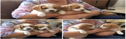 Beagle perros en venta: BEAGLE AMERICANO PUPPY  - Anuncio 1