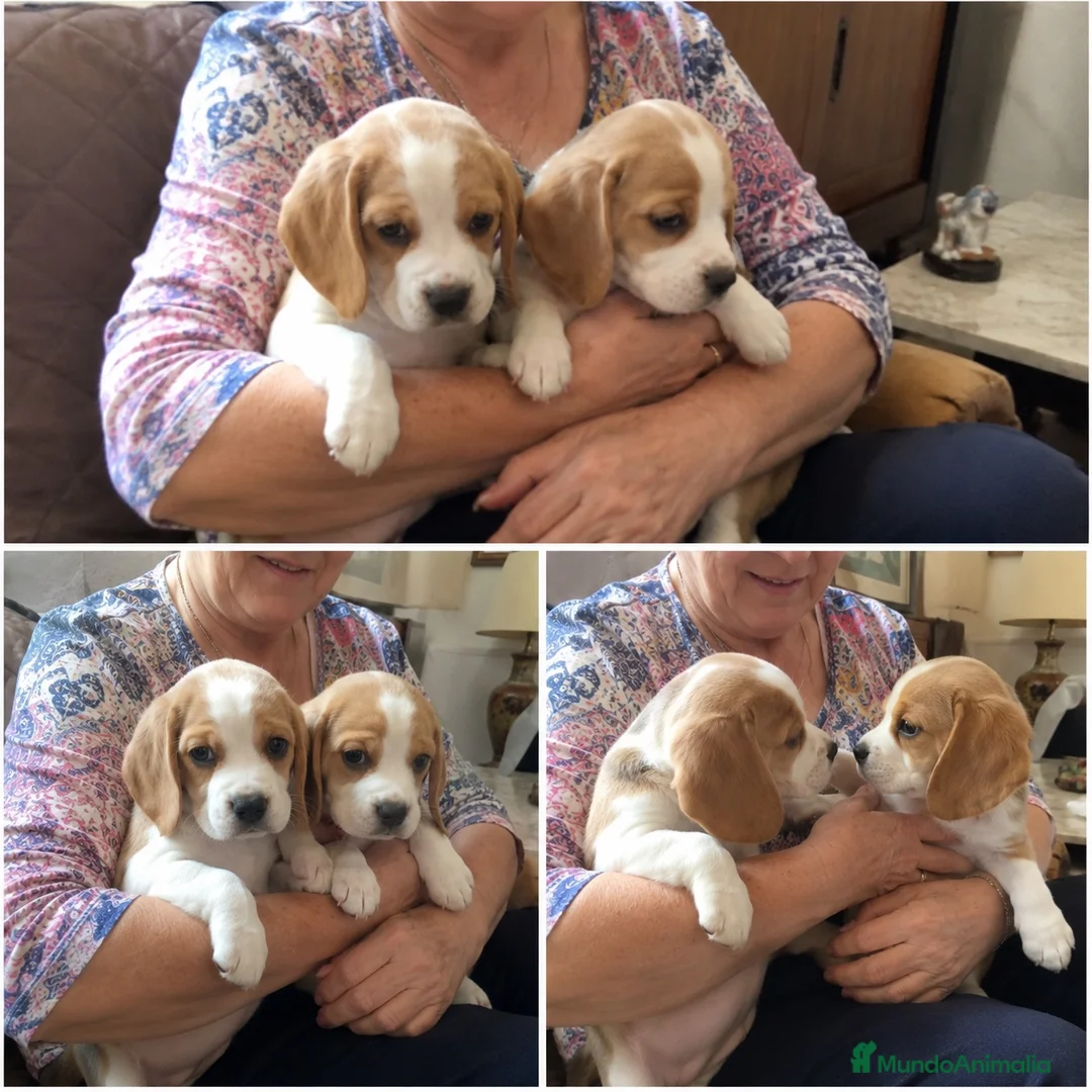 Beagle perros en venta: BEAGLE AMERICANO PUPPY  - Anuncio 1