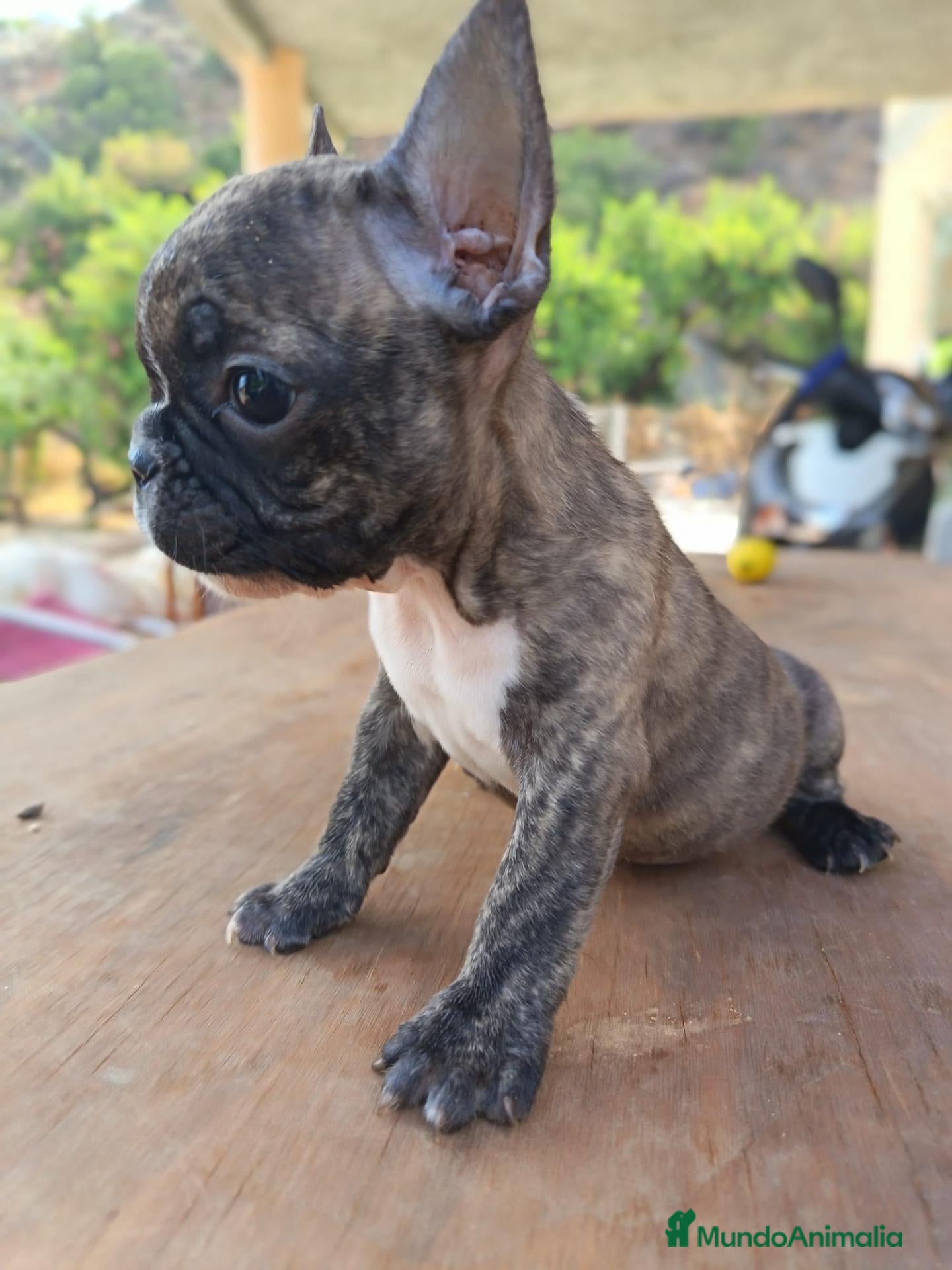 Bulldog Francés perros Bulldog frances  - Anuncio 1