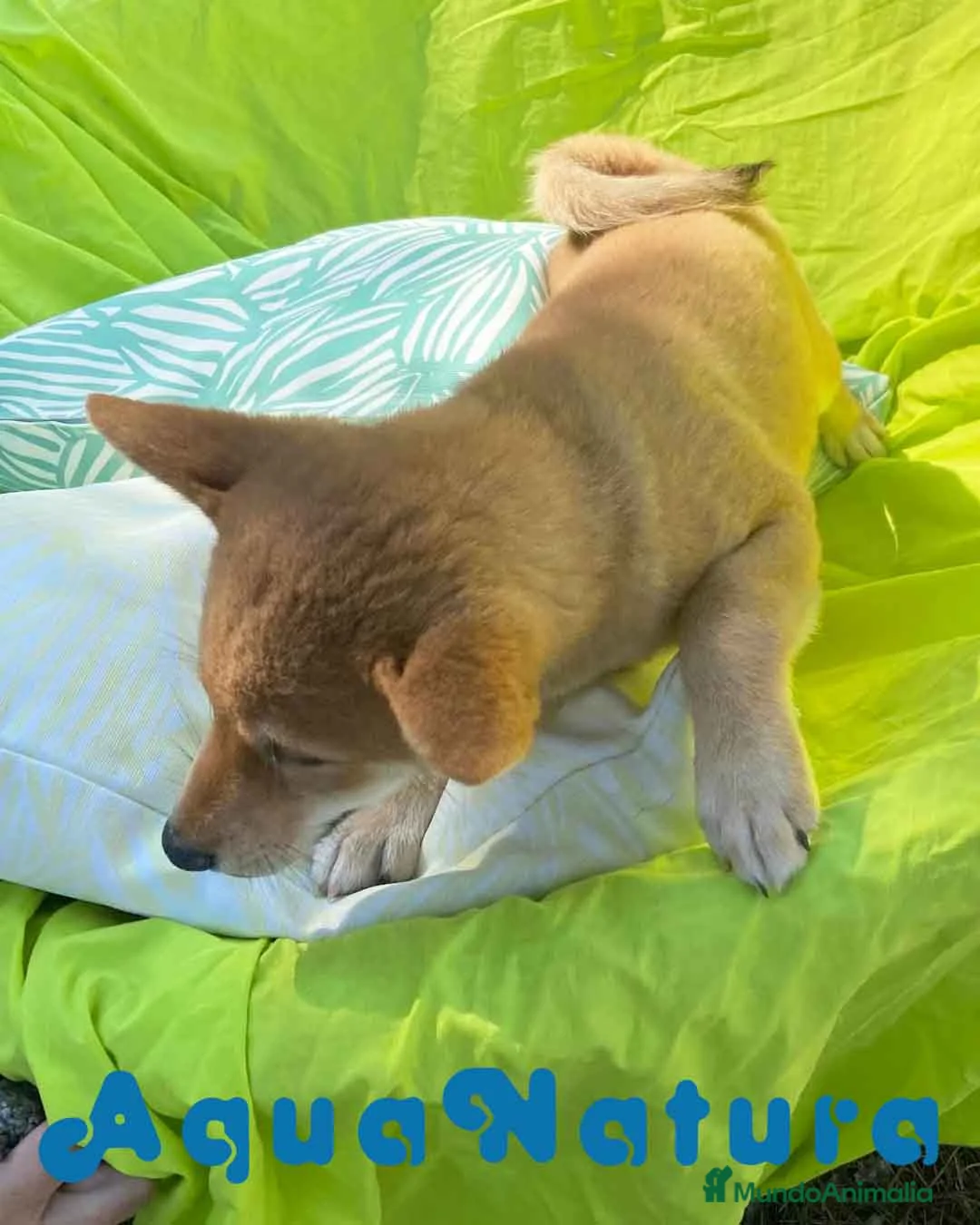 Shiba Inu perros en venta: Shiba Inu Hembra 5293 de Mar - AQUANATURA en Barcelona - Anuncio 6