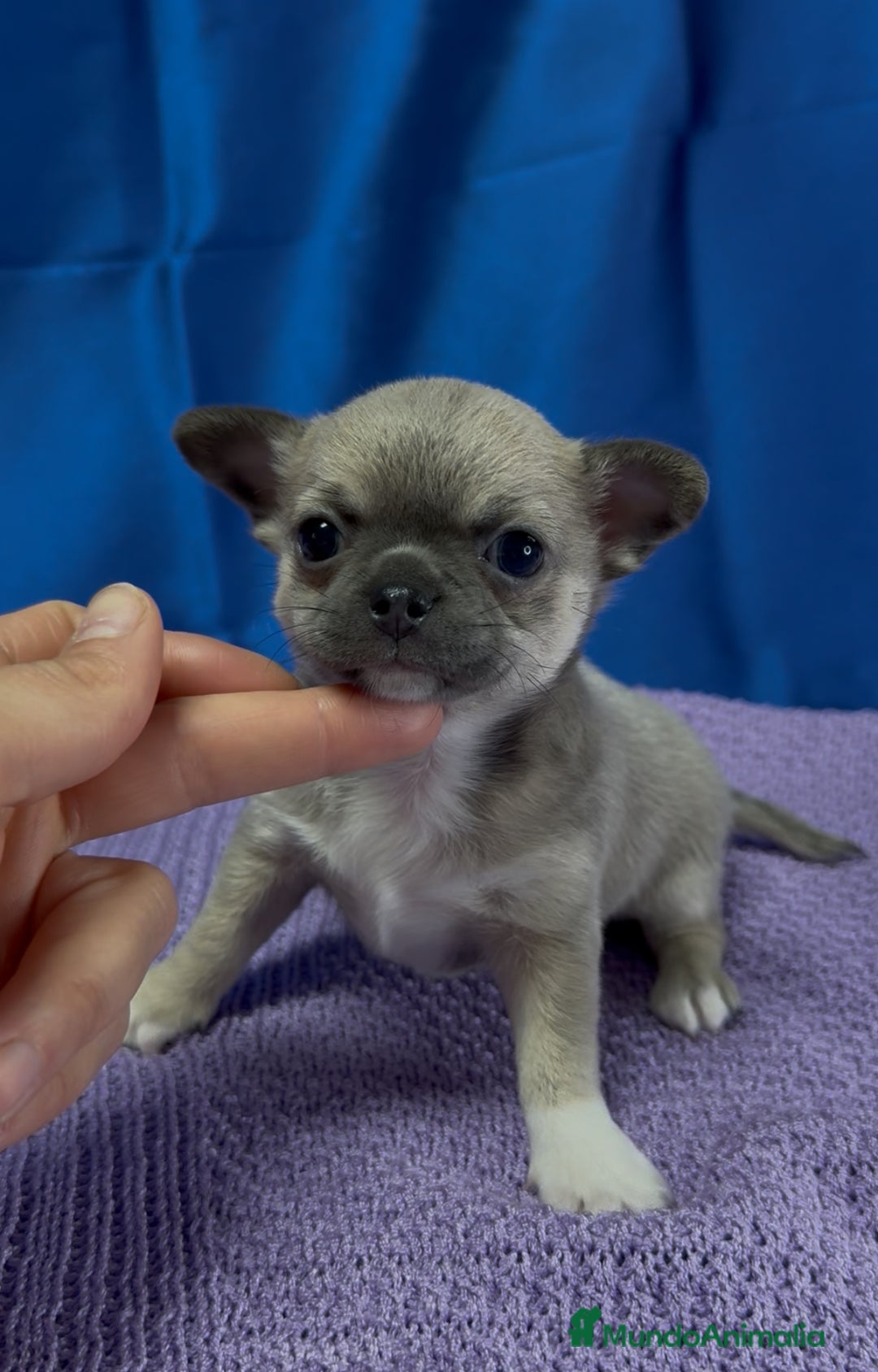 Chihuahua perros en venta: Preciosos cachorros Chihuahua colores exoticos - Imagen 4