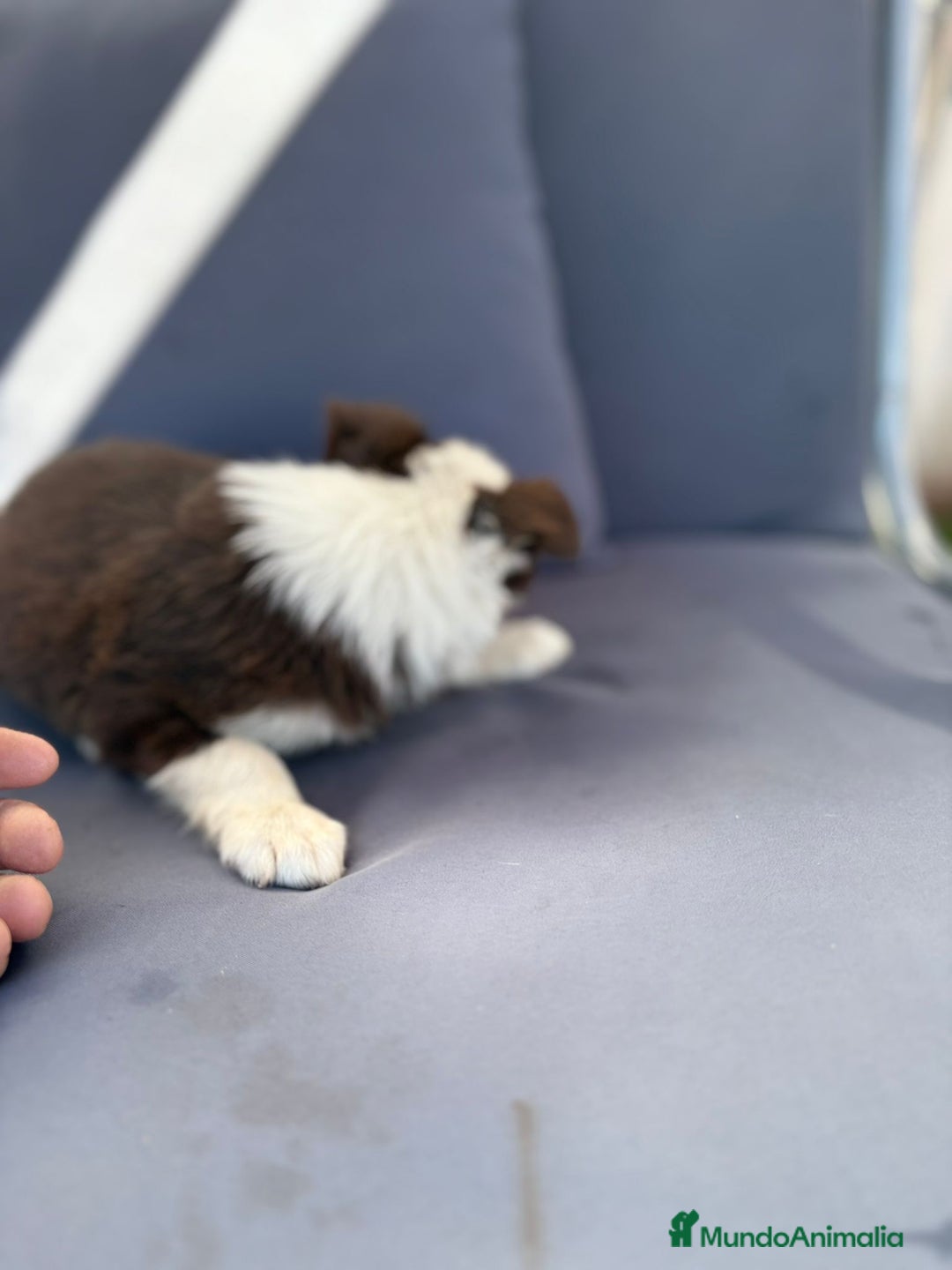 Border Collie perros en venta: Border collie chocolate  - Imagen 7