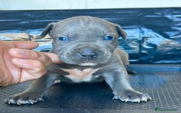 American Staffordshire-Terrier perros en venta: American Stanford, mis pequeños - Imagen 29