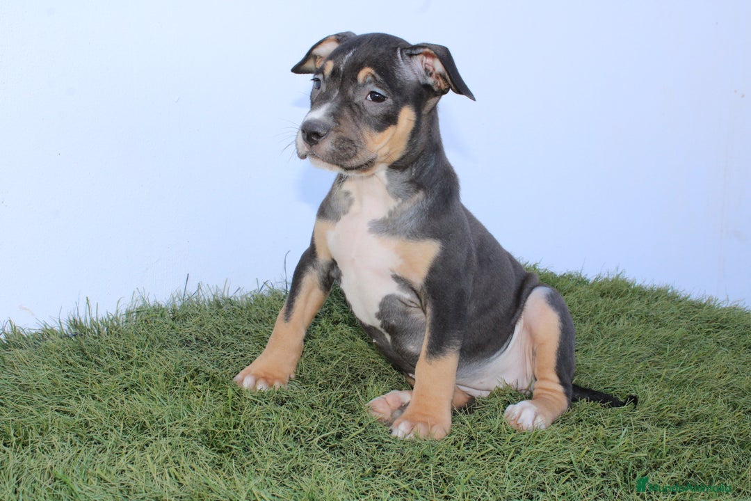American Pit Bull Terrier perros en venta: American pitbull terrier mejor criadero de España  - Imagen 8
