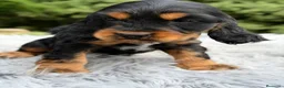 Cocker Spaniel Inglés perros en venta: Cocker inglés de gran calidad  - Anuncio 14