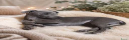 Whippet perros en venta: WHIPPET - Anuncio 2