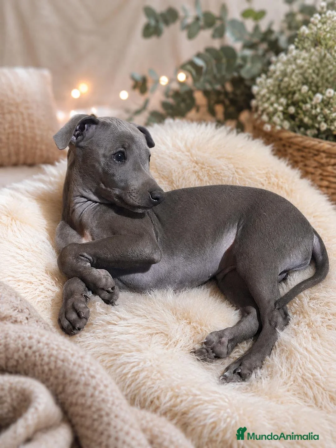 Whippet perros en venta: WHIPPET - Anuncio 2