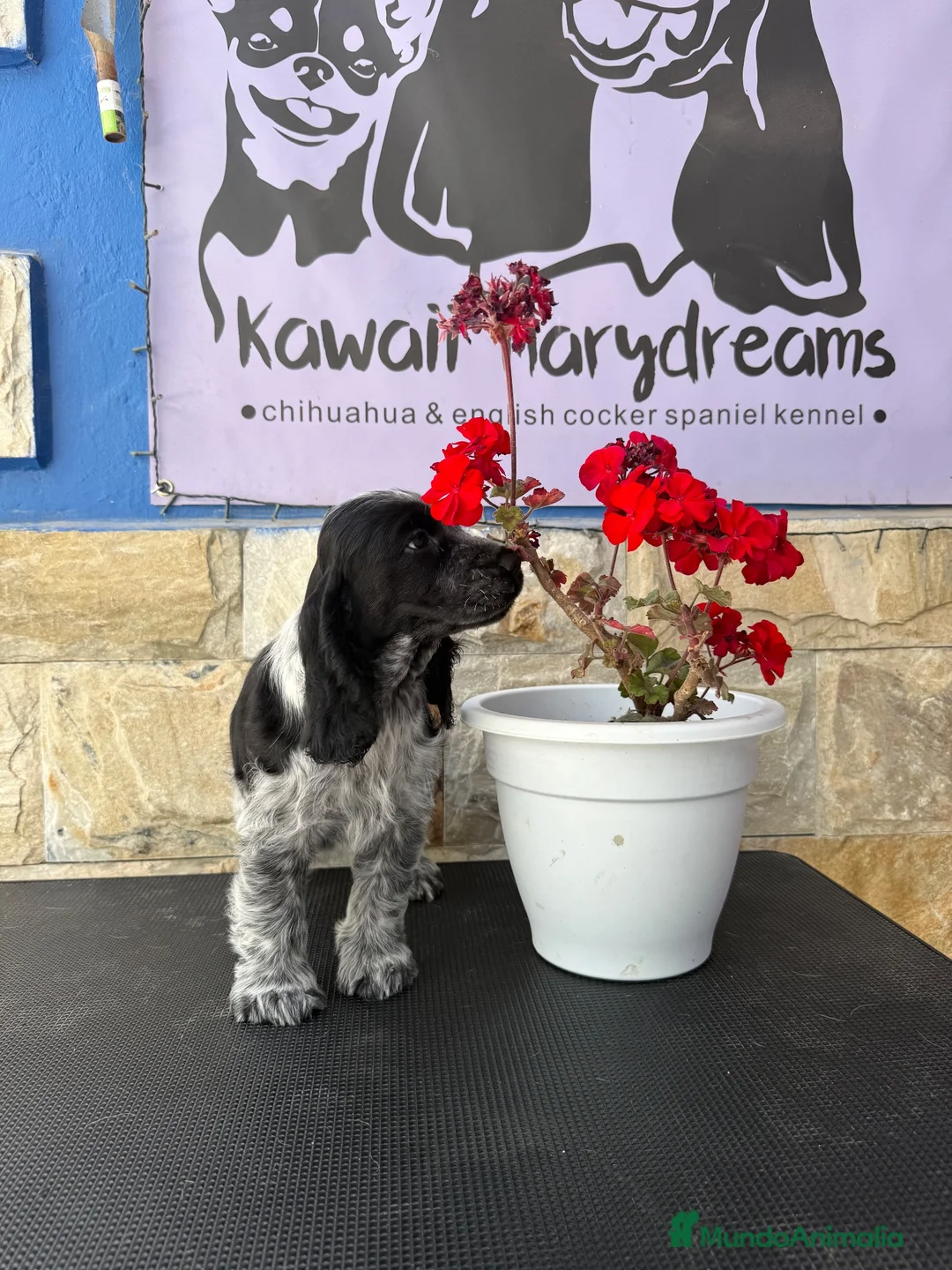 Cocker Spaniel Inglés perros en venta: Preciosa cachorrita cocker spaniel inglés  - Anuncio 6